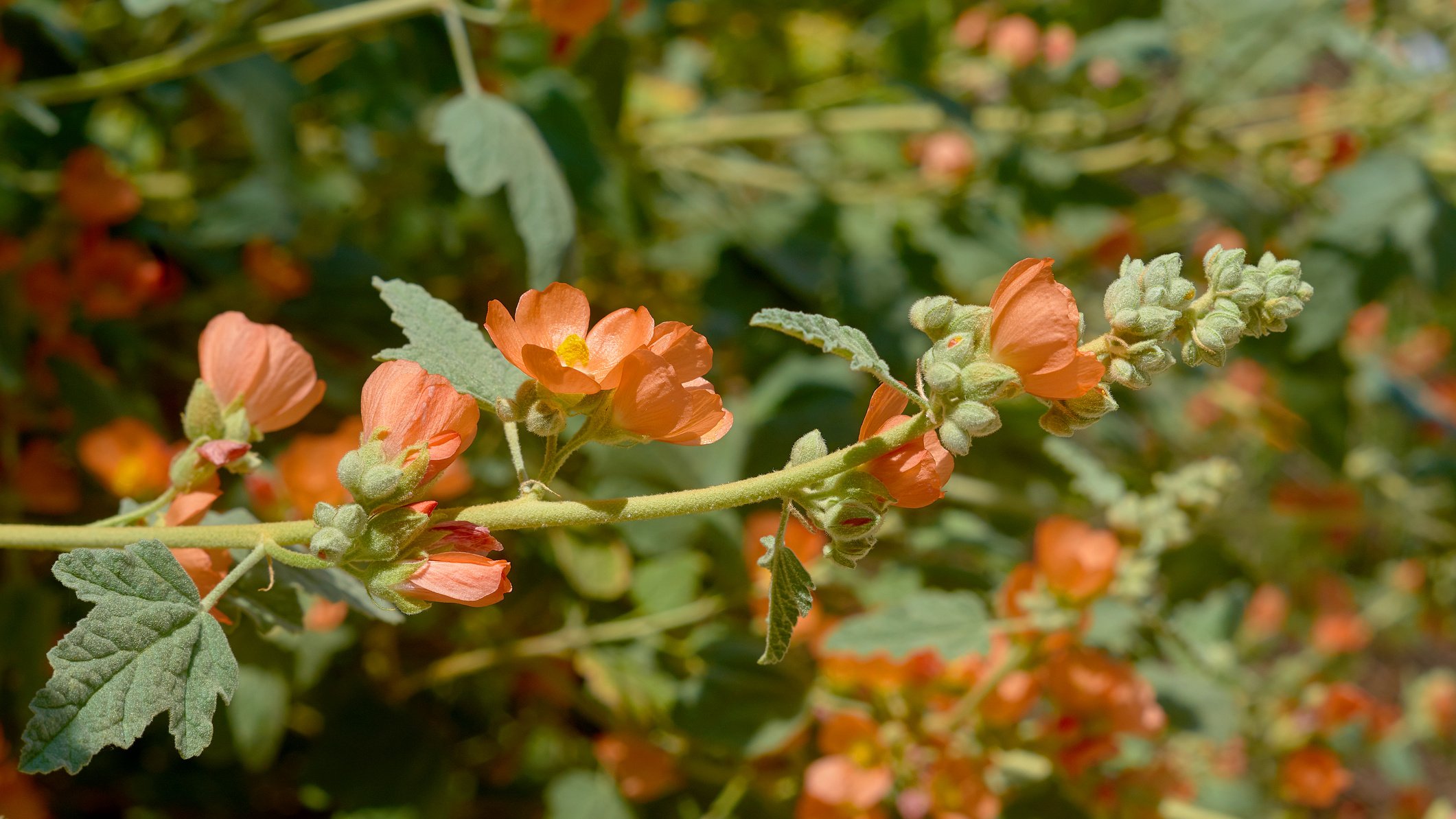 Globe Mallow